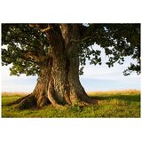 Acqua Di Parma Colonia Quercia edc 100ml