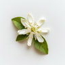 Bergamottblomst