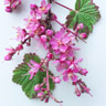 Solbærblomst