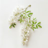 Syrinacacia