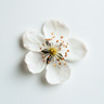 Bjørnebærblomst