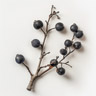 Sloe