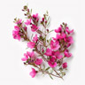 Boronia
