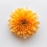 Krysantemum