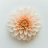 Dahlia