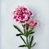 Feddianthus
