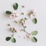 Blomsterdufter