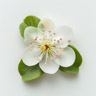 Guavablomst