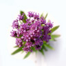 Spikenard