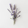 Lavendel