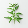Sitronverbena