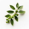 Litsea cubeba