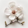 Magnolia