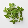 Merian