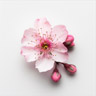Nektarinblomst