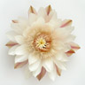 Nattblomstrende cereus