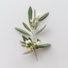 Olivenblomst