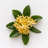 Osmanthus