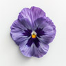 Stemorsblomst