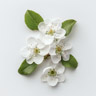 Pæreblomst