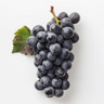 Pinot Noir druer