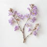 Prinsetre (Paulownia)