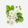 Bringebærblomst