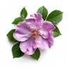 Japansk rose (Hamanasu)