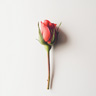 Roseknopp