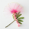 Silketreblomst