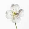Skjelettblomst (Diphylleia Grayi)