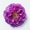 Taif-rose