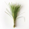 Vetiver