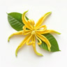 Ylang-Ylang